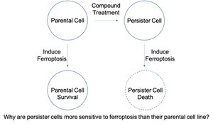 Drug tolerant persister cells can be selectively targeted drug tolerant persister cells
