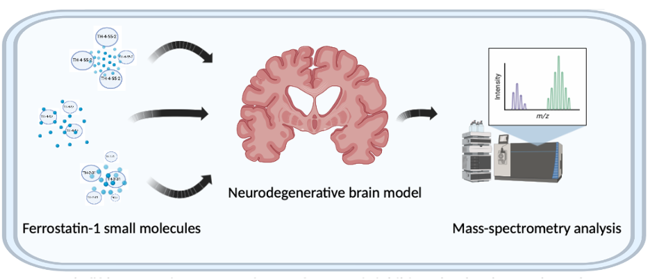 Analysis of small molecules in models of neurodegeneration