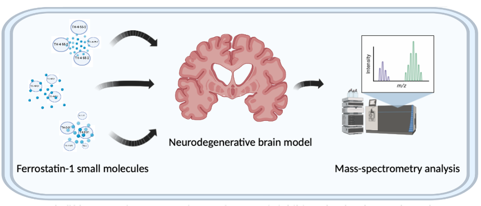 Analysis of small molecules in models of neurodegeneration Analysis of small molecules in models of neurodegeneration
