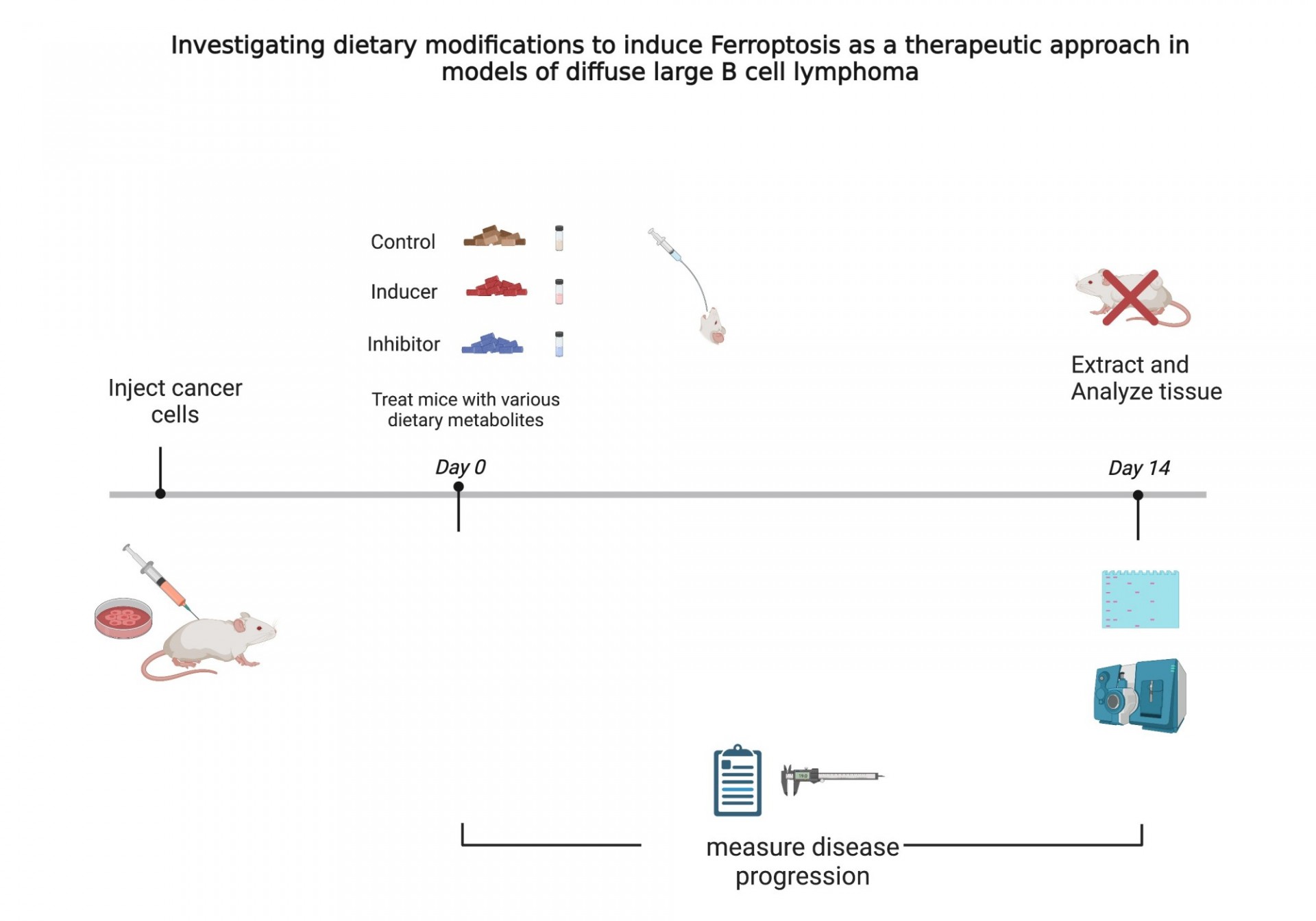 Scheme for dietary manipulation to regulate ferroptosis