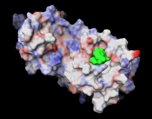 Design of small molecules (as shown in green) that bind to target protein with specificity may lead to discovery of therapeutics Image of a ligand bound to a protein