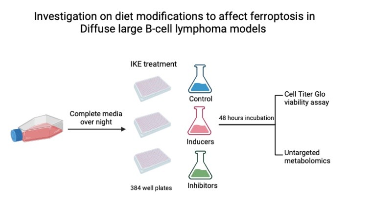 Investigating the effect of diet on DLBCL growth