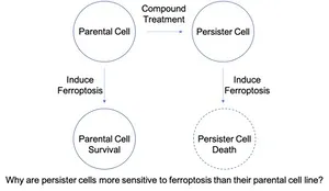 drug tolerant persister cells