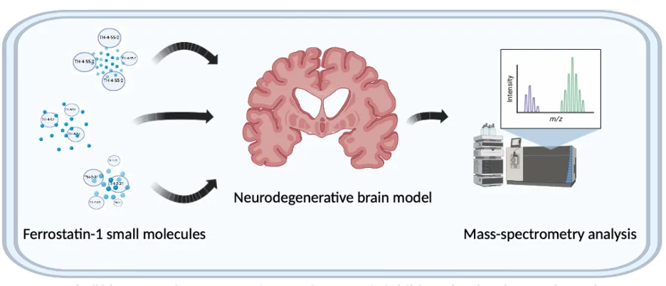 Analysis of small molecules in models of neurodegeneration