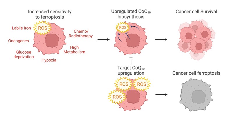 Diagram of strategy for inducing ferroptosis in cancer cells