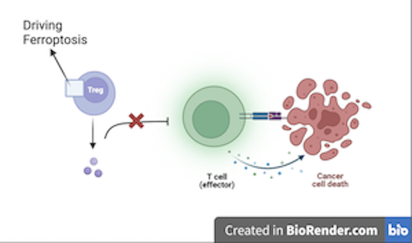 Controlling immune surveillance of tumors through ferroptosis