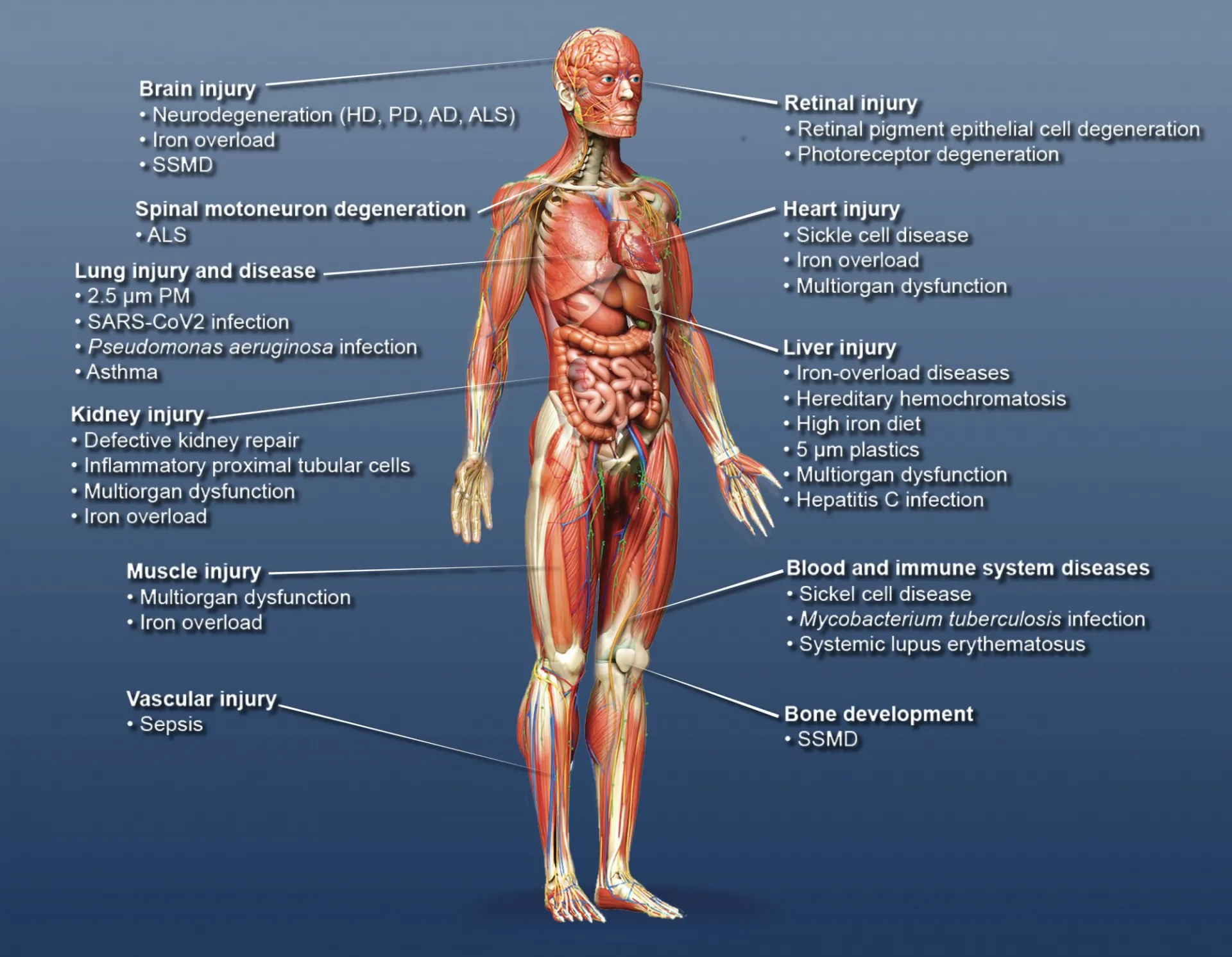 Image of human diseases linked to ferroptosis